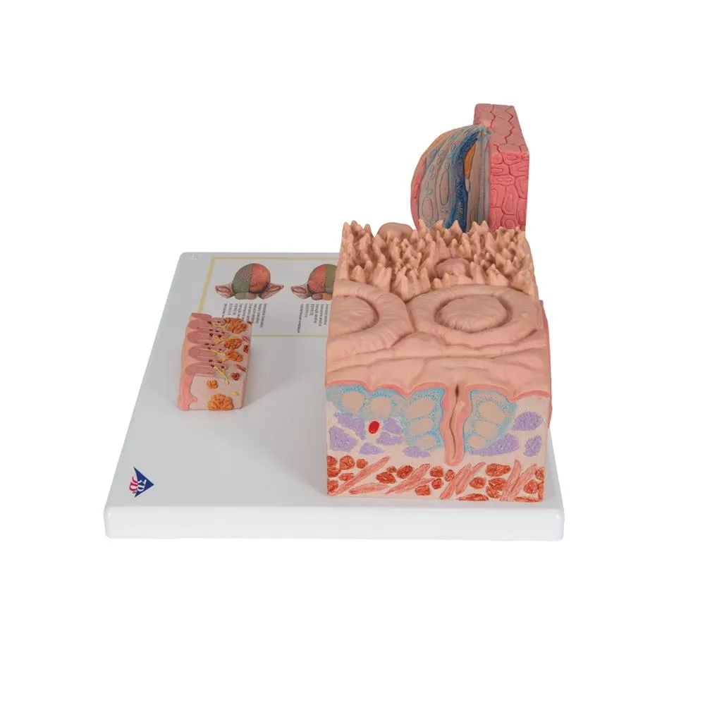 3B MICROanatomy™ Tongue Model