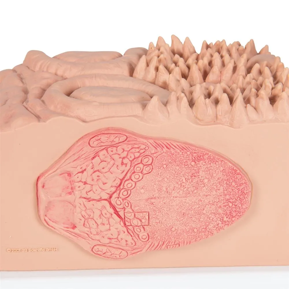 3B MICROanatomy™ Tongue Model