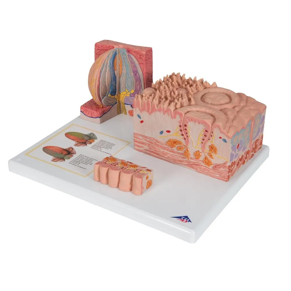 3B MICROanatomy™ Tongue Model