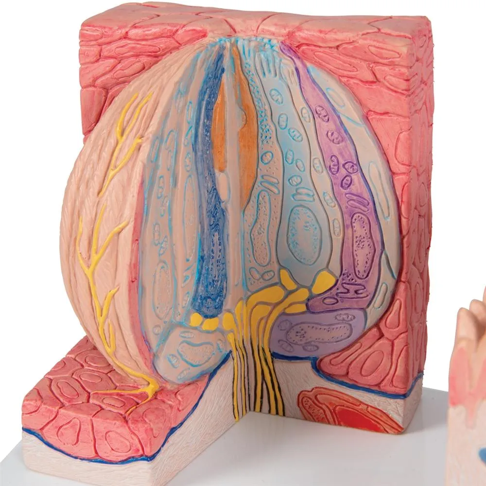 3B MICROanatomy™ Tongue Model