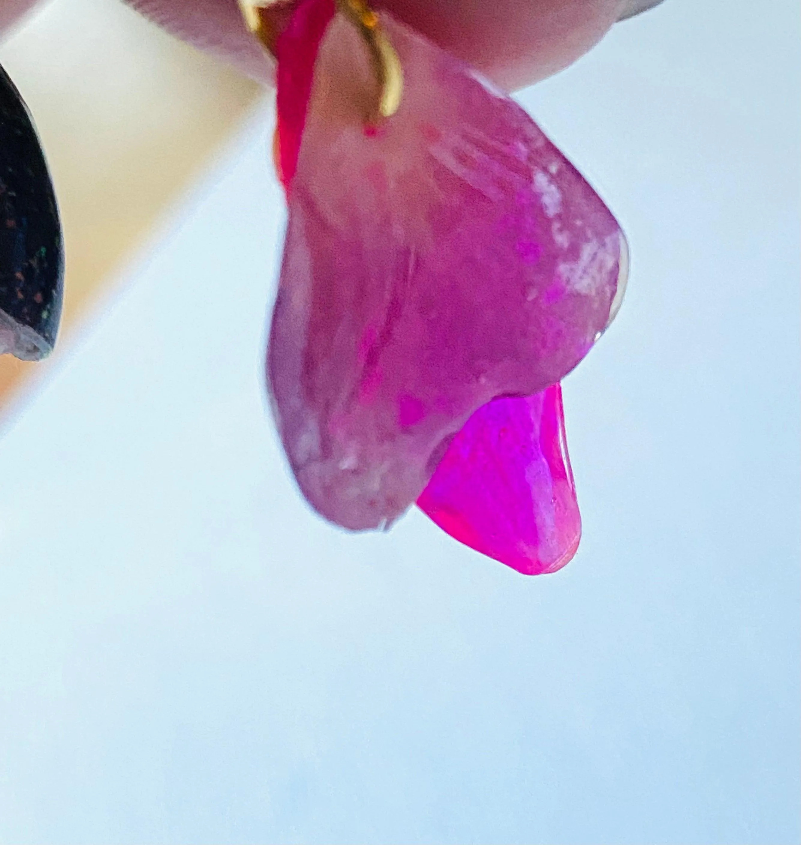 Petal Power Earrings, Real Flower Earrings